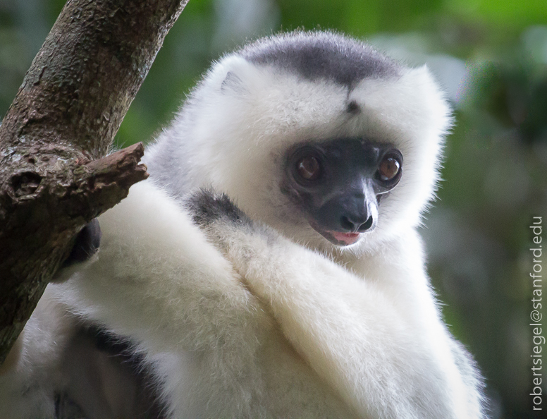 silky sifaka